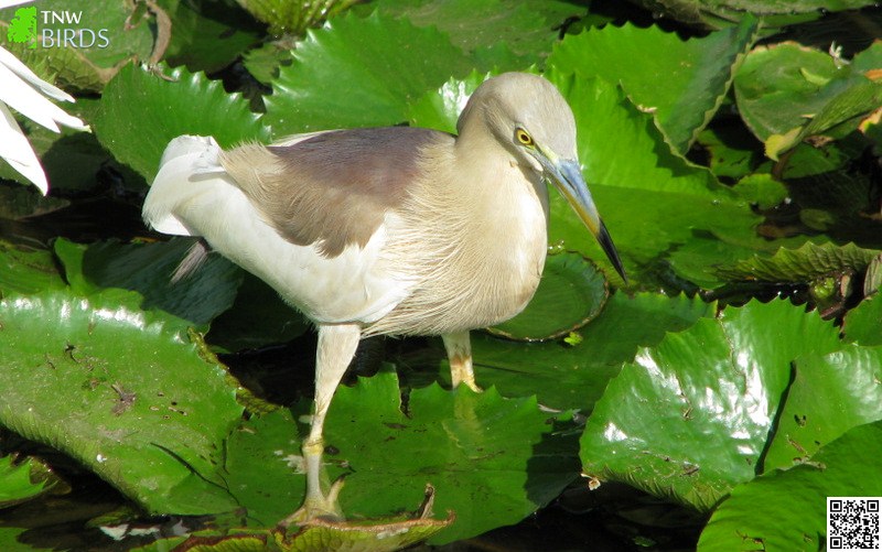 Indian Pond Heron